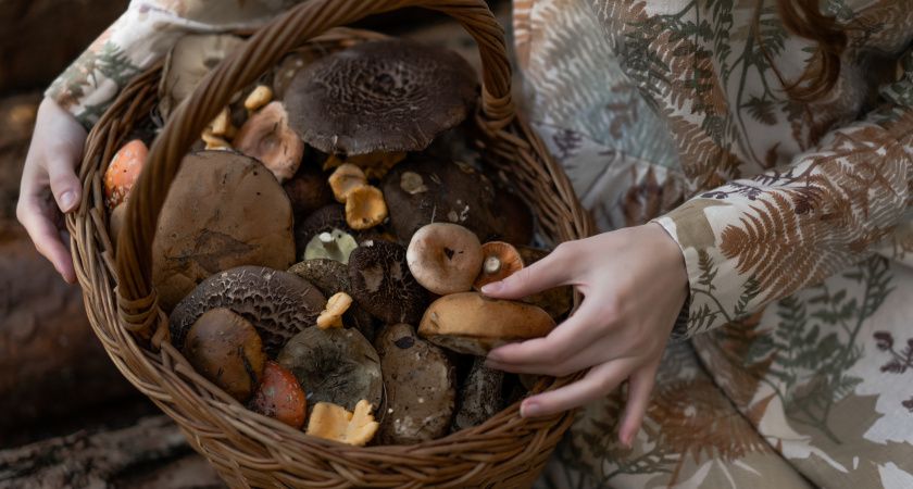 Деликатесный гриб, которым пренебрегают большинство грибников: вкусный до безумия - собираю все лето, пока другие фукают