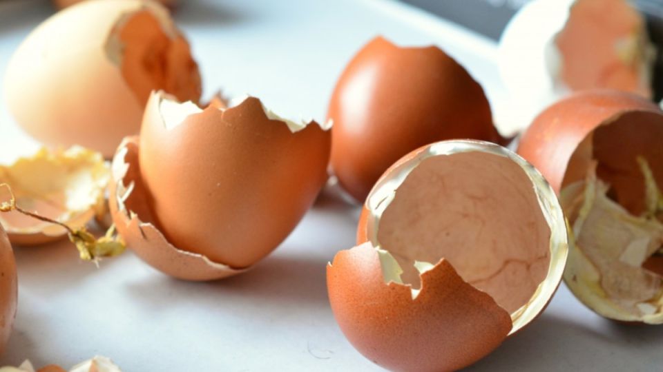 Деньги на удобрения не трачу: делаю сама из яичной скорлупы, уксуса и воды — такого урожая, как я, ни один сосед не собирает