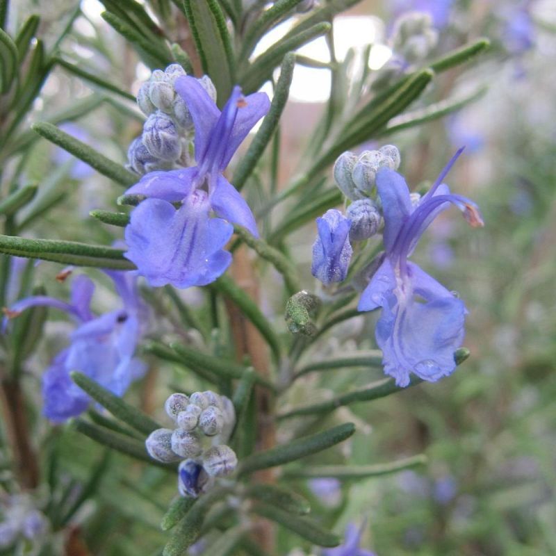 : Aromatic Wonder for Your Home Garden