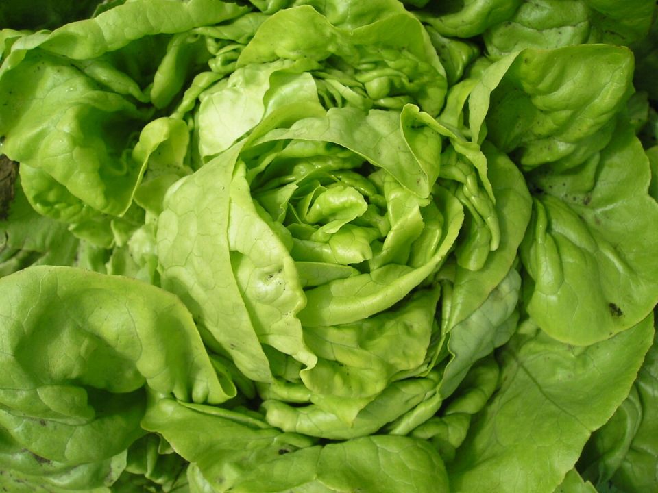 Кочанный салат: как вырастить вкусный и полезный овощ в своем огороде