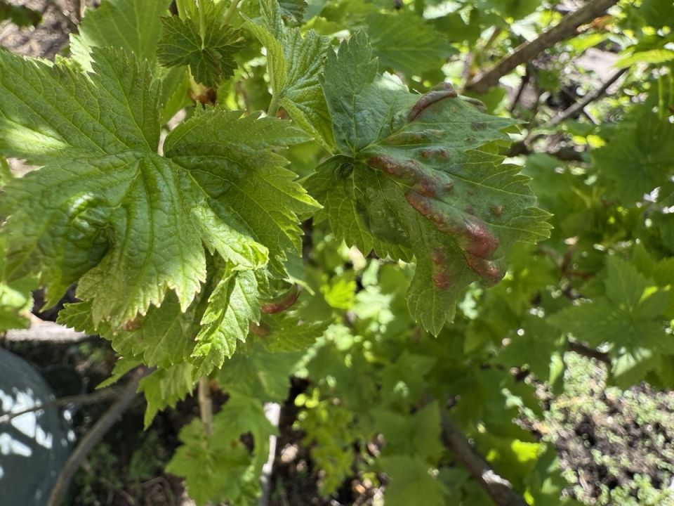 Как справиться с красными листьями смородины: эксперты делятся советами