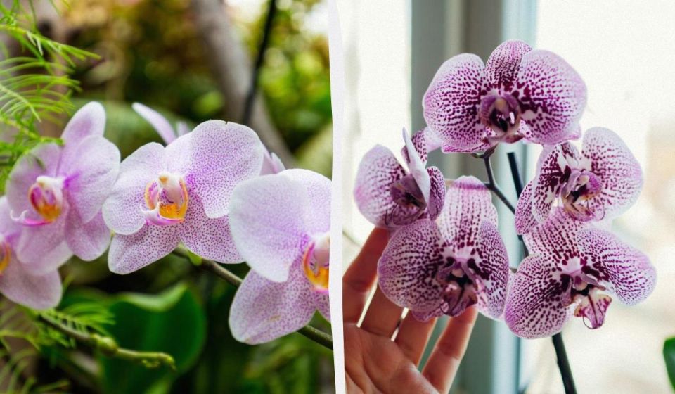 Как подкормив кофе сделать орхидеи еще прекрасней: секреты опытного садовода