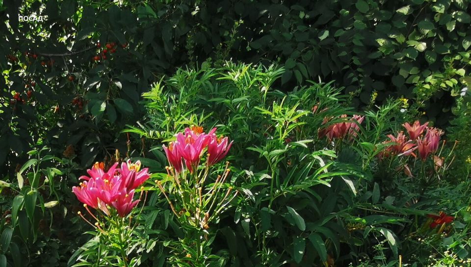 Как распознать опасное вирусное заболевание лилий и сохранить свою коллекцию