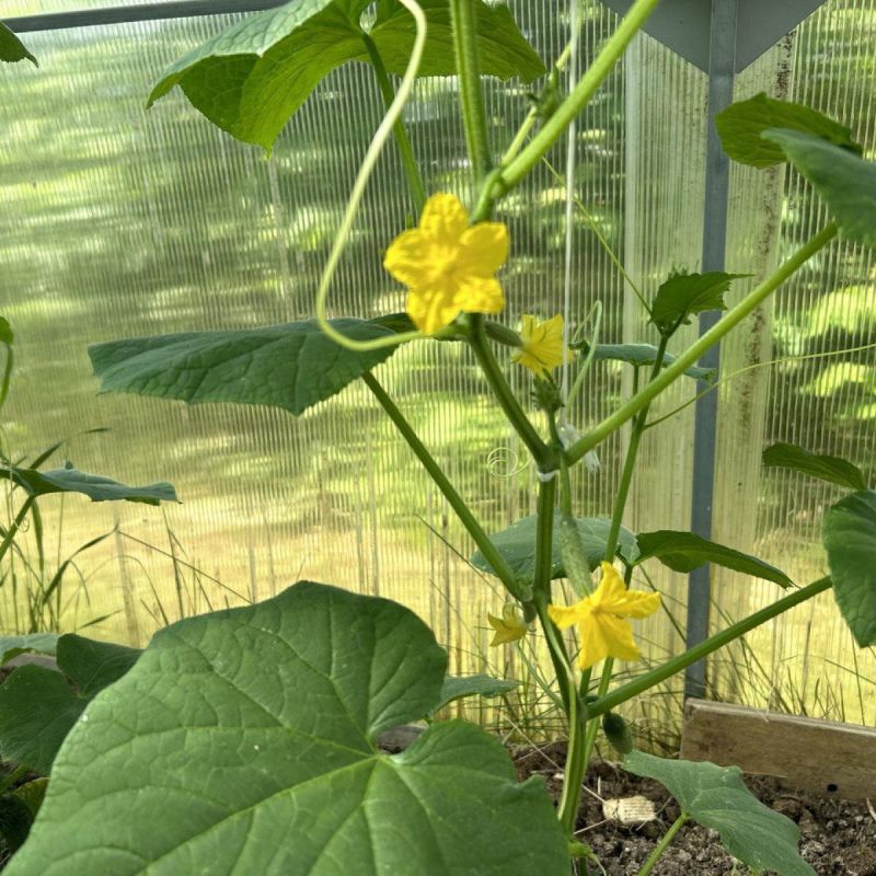 Как вырастить шикарные огурцы на подоконнике: полезные советы для городских дачников