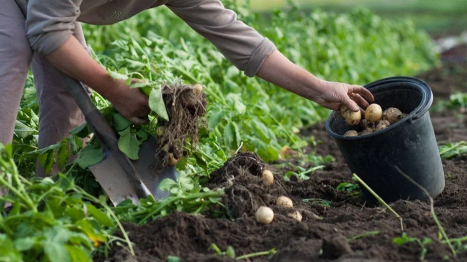 Как сэкономить на картофеле: успех на органических удобрениях