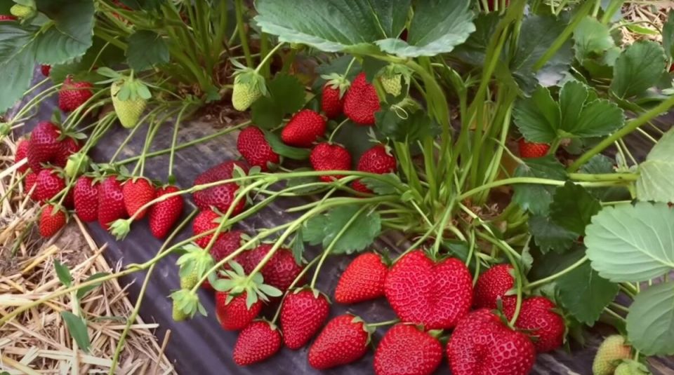 Август — идеальное время для размножения клубники