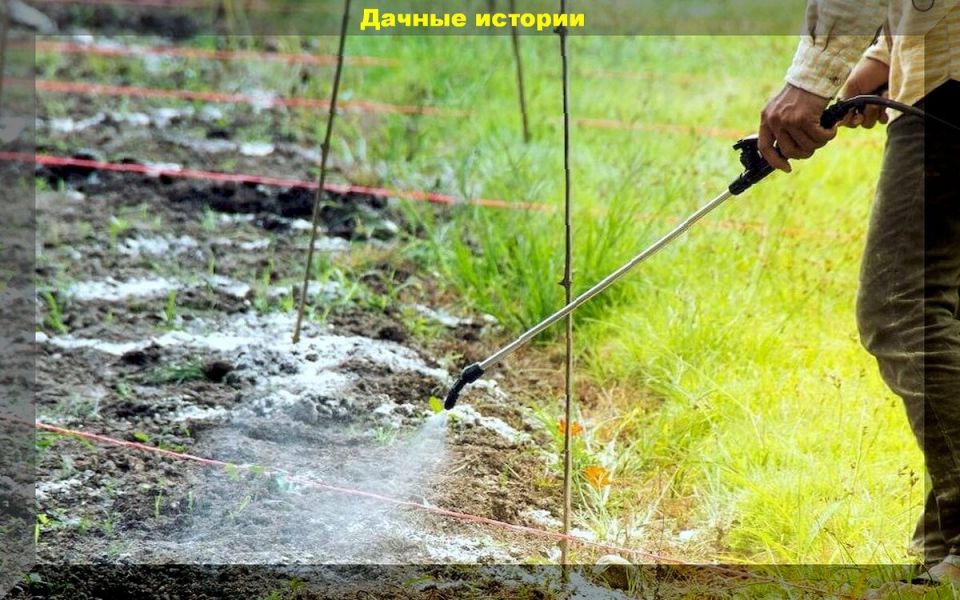 Эффективные методы обеззараживания почвы осенью