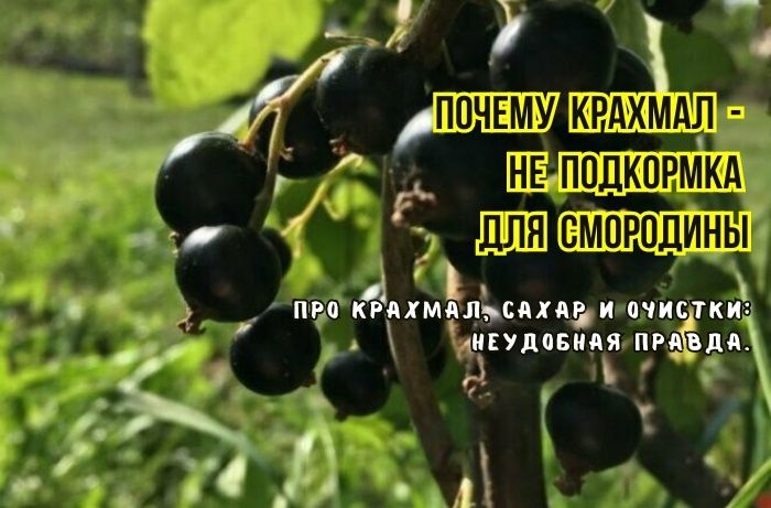 Почему подкормка смородины крахмалом — это миф: мнения агрономов