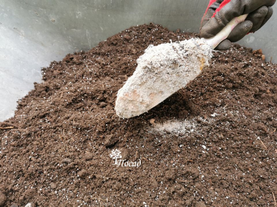 Как сохранить морковь: избавляемся от покраснения всходов