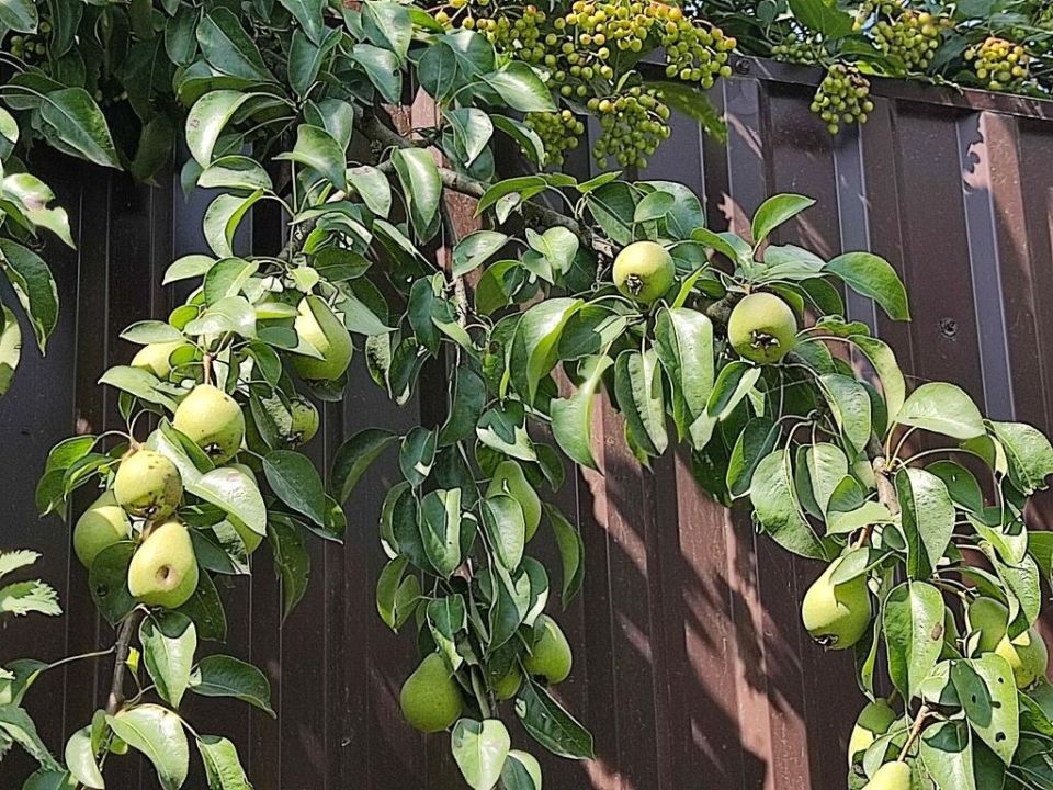 Соседская груша и слива: как не нарушить закон, собирая плоды?