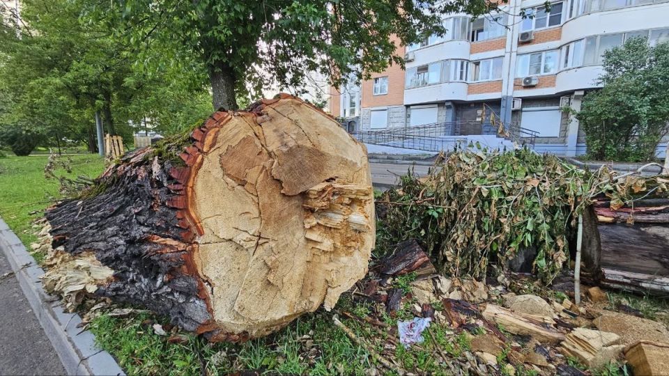Кто спиливает аварийные деревья во дворе: Управляющая компания и ее ответственность