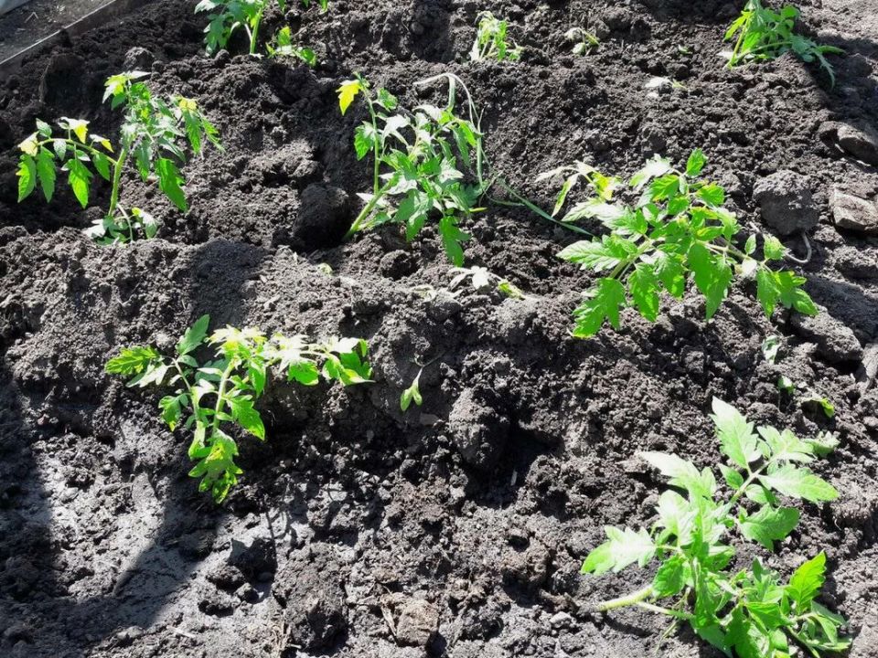 Секреты успешного урожая: как особые подкормки могут изменить вашу дачу