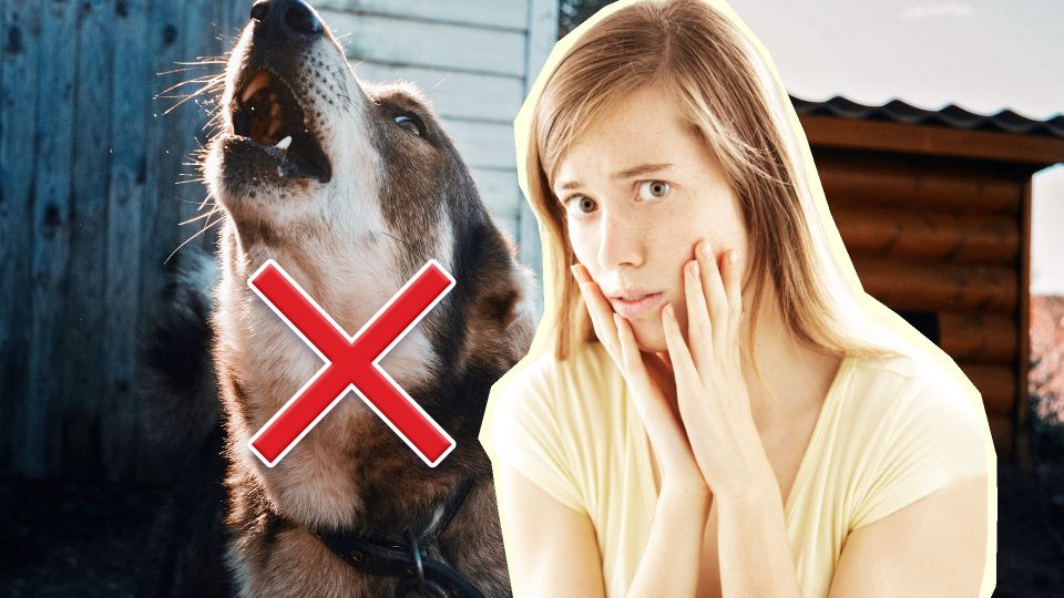 Владельцев кошек и собак ждут большие перемены: за агрессивных питомцев придется платить