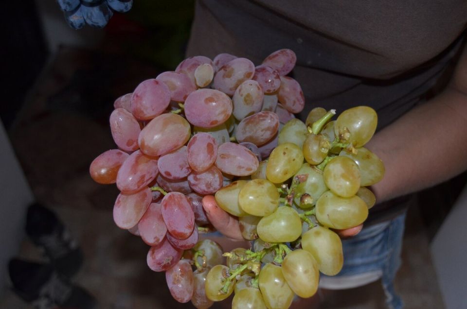 Как укрыть виноград на зиму: советы по защите лозы от морозов