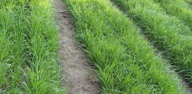 Как восстанавливать почву без химии: 10 вдохновляющих растений