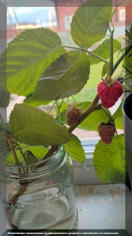 Октябрь в саду: ключевые работы для подготовки к зиме