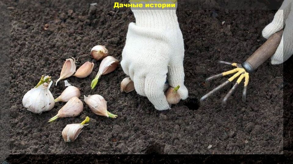 осенние трудности с чесноком и луком: как предотвратить проблемы