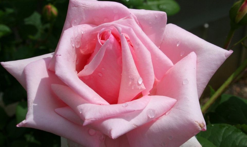 Как выбрать идеальное место для роз в вашем саду