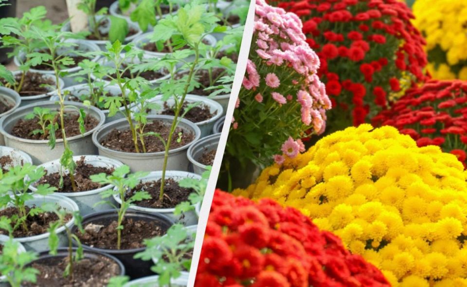 Как создать клумбу из шаровидных хризантем: секреты успешного размножения