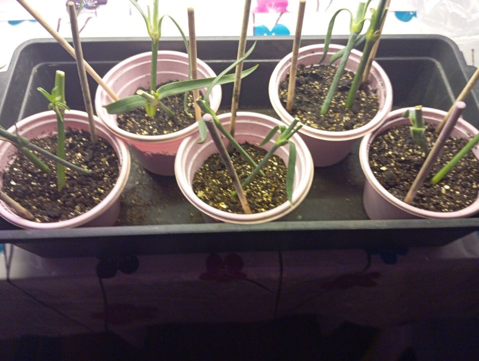 Секреты успешного черенкования гвоздики: Эксперимент идет полным ходом