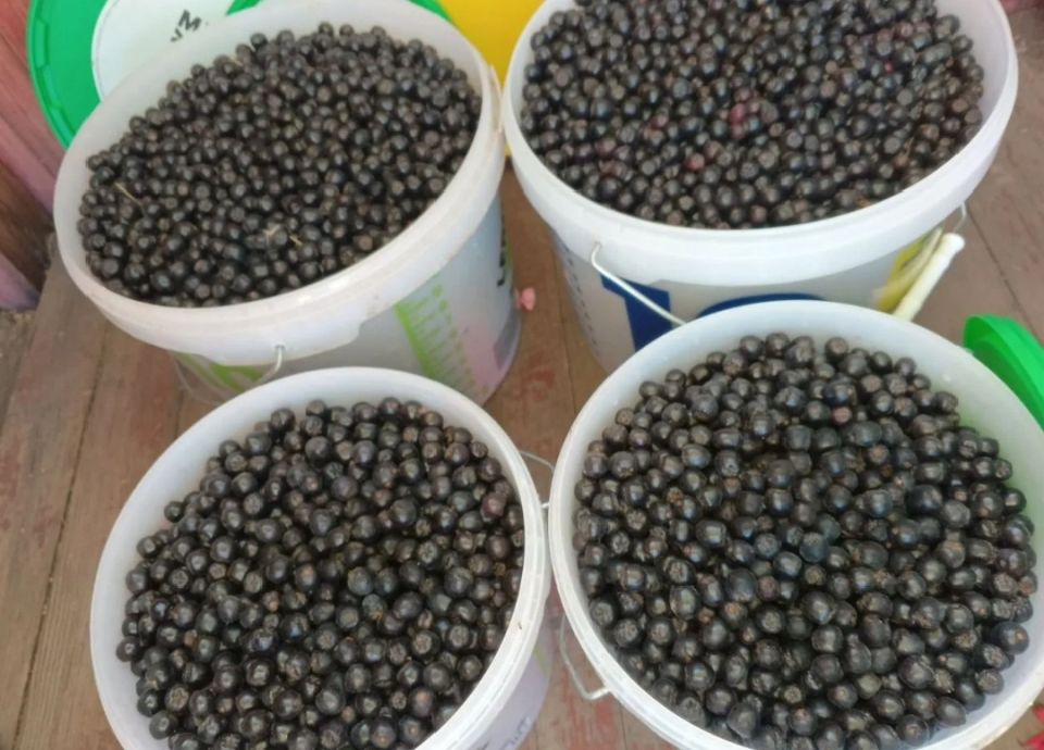 Почему дачные ягоды остаются невостребованными: взгляд на сезоны и экономику