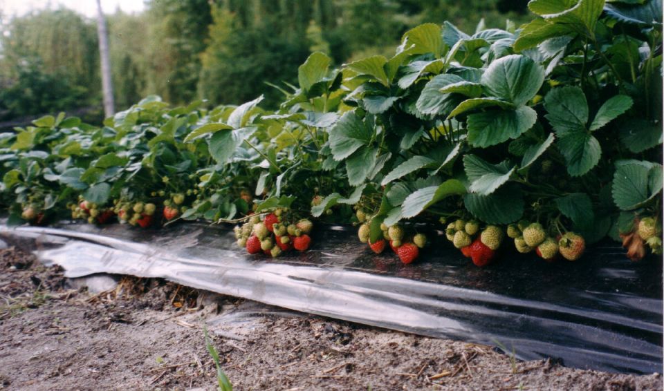Летний сезон ягод: полный урожай здоровья и вкуса