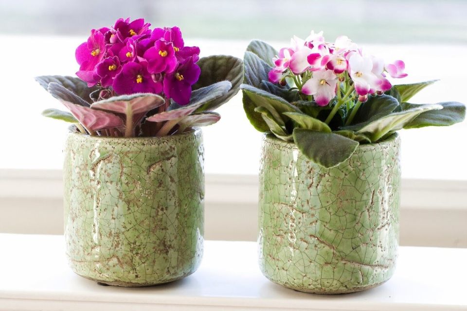 Шесть удивительных растений для дома, которые легко размножить самостоятельно