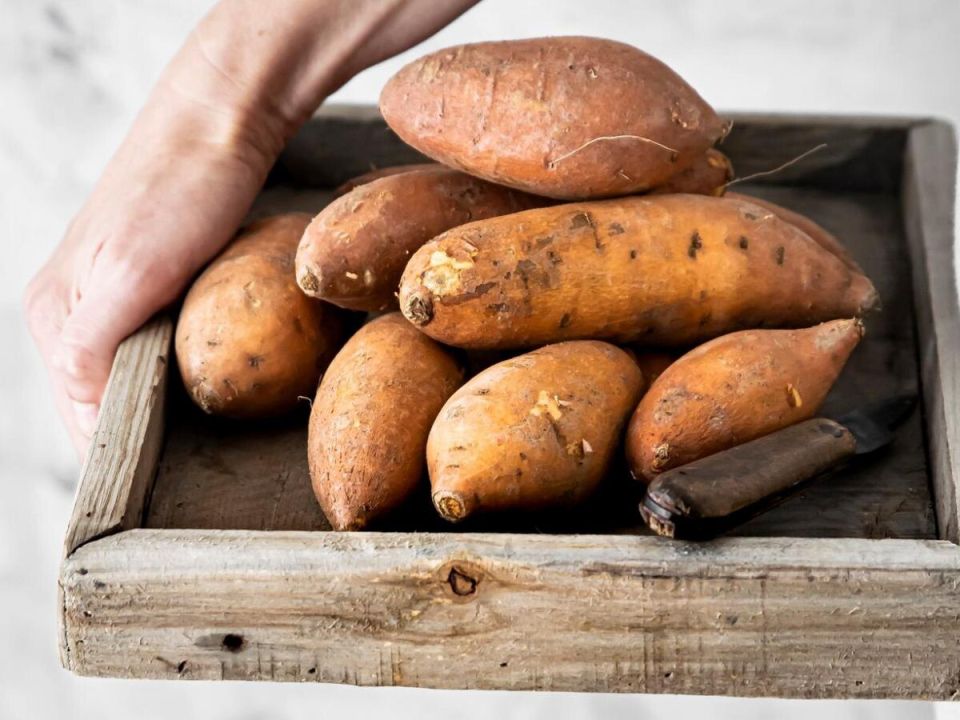 Как вырастить вкусный батат: советы по проращиванию рассады