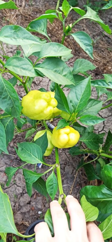 Как секретные камни помогают садоводам забыть о поливе на целый месяц