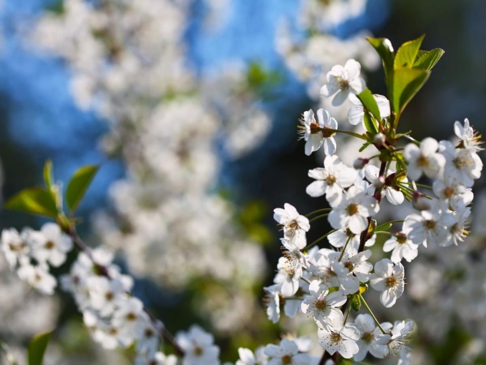 Как защитить яблони весной: советы для садоводов