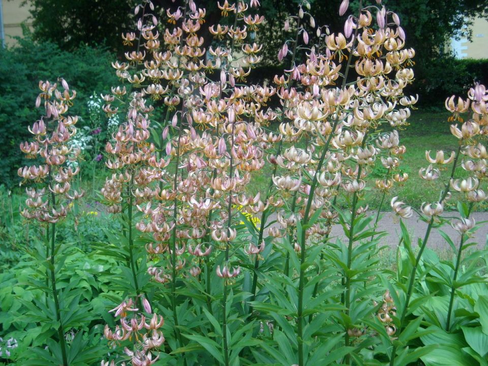 Лилии мартагон: как вырастить эти редкие красоты в вашем саду