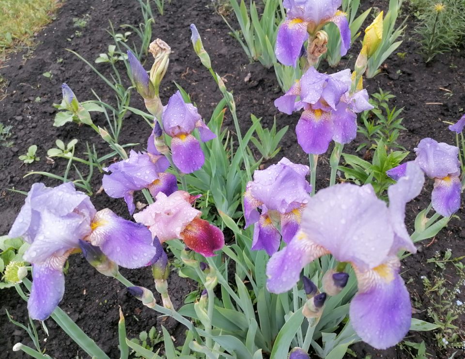 Как правильно делить и пересаживать ирисы осенью: советы для успешной посадки