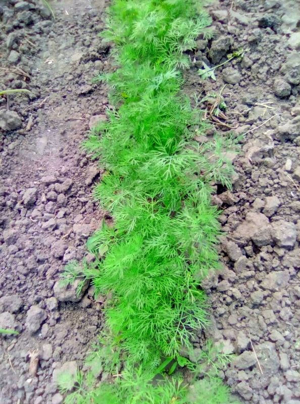 Укроп в саду: секреты успешной посадки и ухода в конце лета