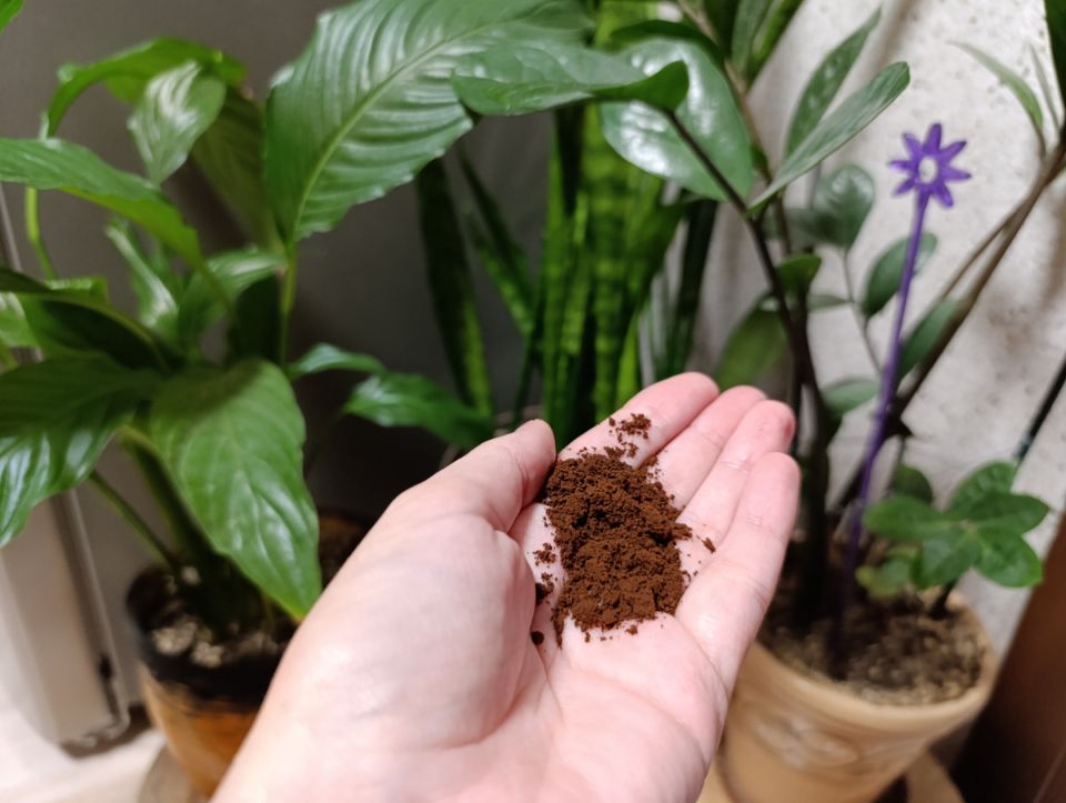 Кофейная гуща: не отход, а мощное удобрение