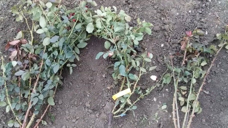 Как не попасться на удочку мошенников при покупке роз на распродаже