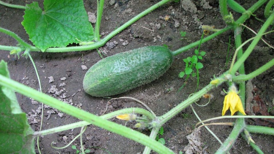 Необычные огурцы, которые удивят гурманов
