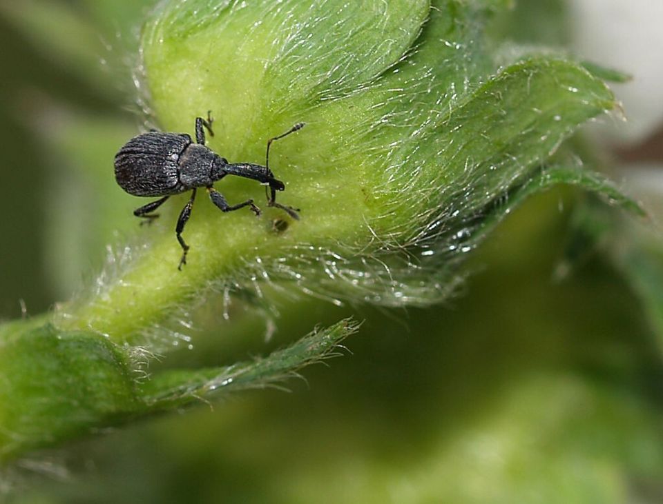 Как эффективно защитить клубнику от земляничного долгоносика