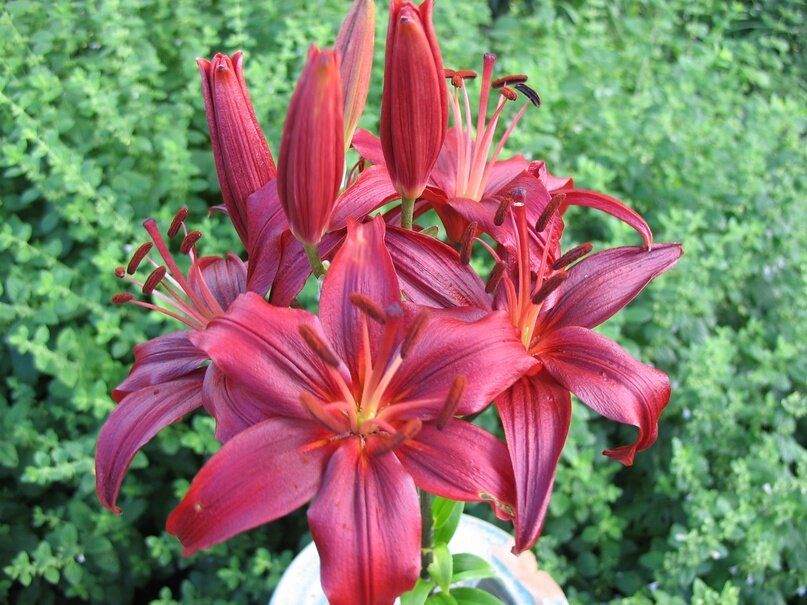 Секреты обильного цветения лилий