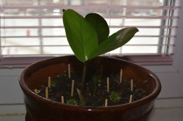 Спички в почве домашних растений