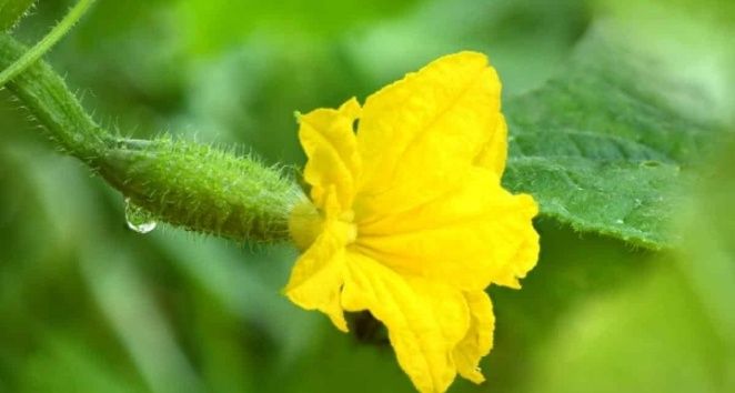 Секреты успешной рассады огурцов: как освободить растения от перегрузки