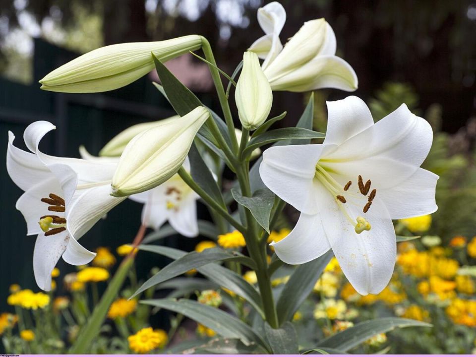 Как обеспечить лилиям здоровый рост и продолжительное цветение: секреты успешной подкормки