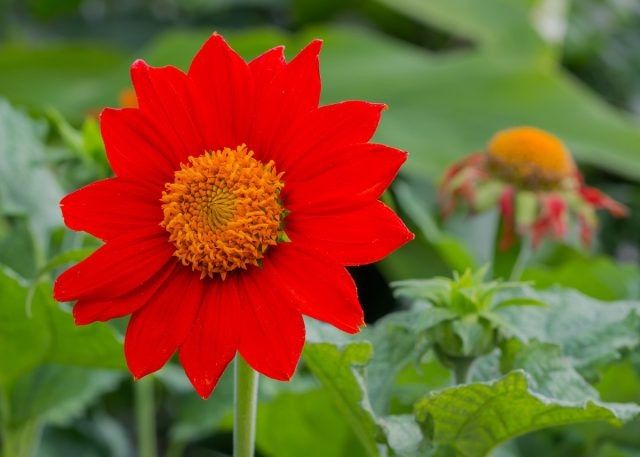 Титония: яркое решение для осеннего цветника