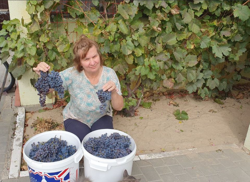 Как подготовить виноград к зиме: секреты успешного вызревания