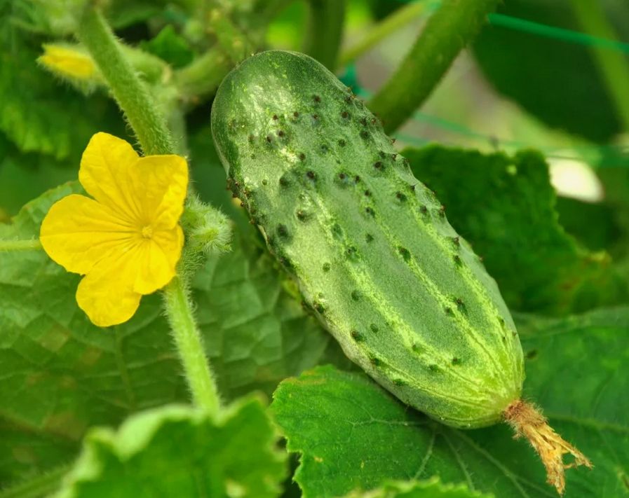 Секреты долгого плодоношения огурцов: проверенные методы от садоводов