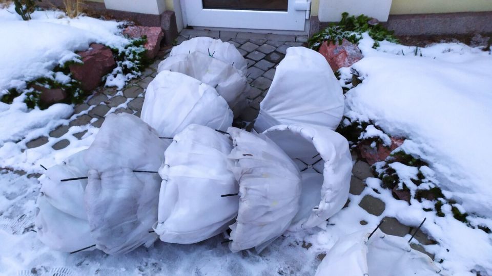 Эффективные укрытия для роз: советы по созданию многоразовых 'шляп'