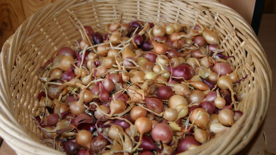 Как предотвратить цветение лука: советы опытных огородников