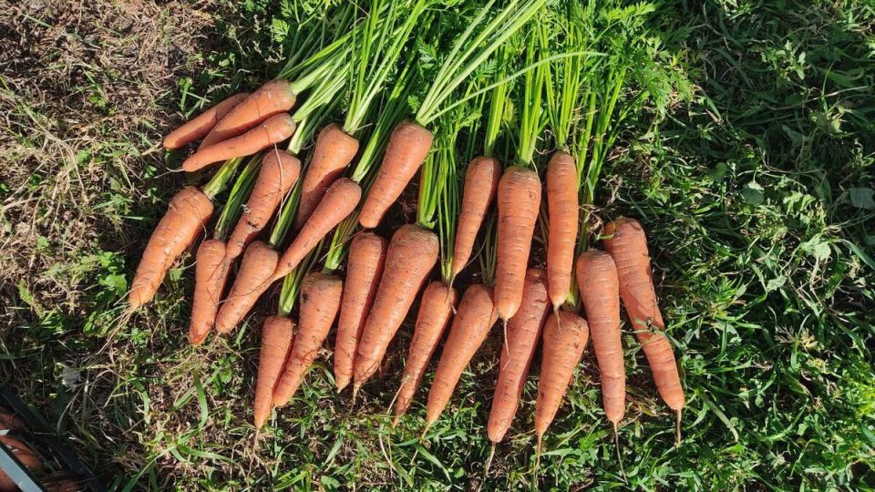 Эффективные средства для сада: бюджетные альтернативы для успешного урожая