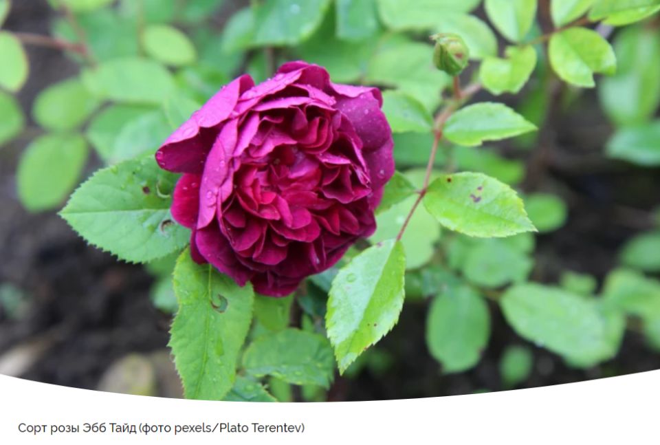 Пурпурная магия: Роза Эбб Тайд завораживает садоводов