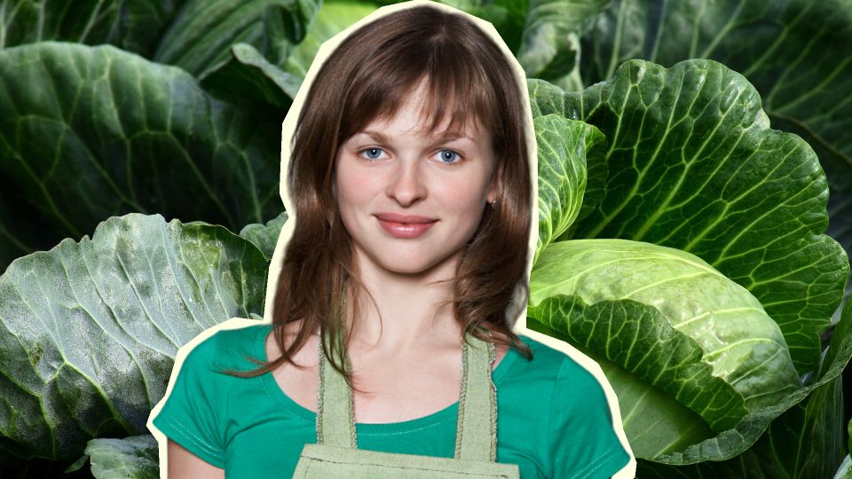 Капустные кочаны на грядке больше не растрескаются: поможет грубая сила