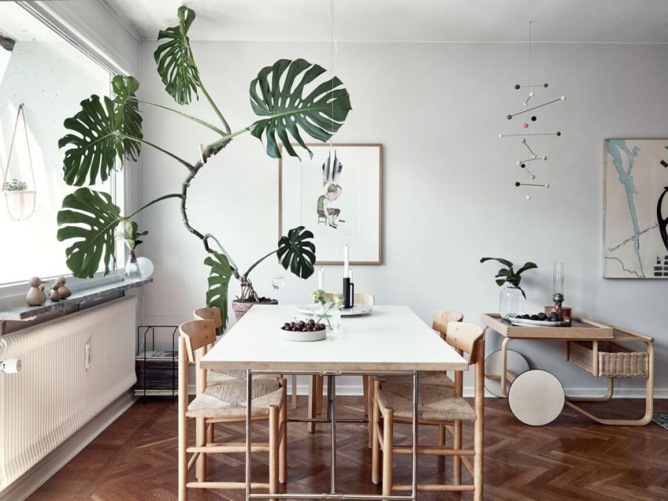 Как обеспечить комфортный зимний уход за монстерой: полезные советы